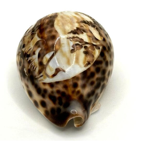 Vintage Souvenir Carved Spotted Cowrie Shell With African Lion Motif - Picture 7 of 8